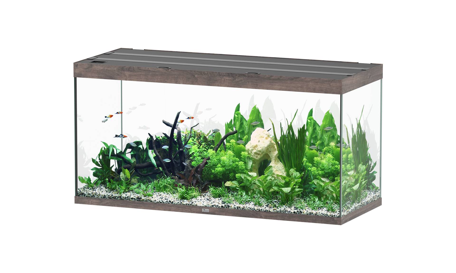 Aquatlantis - Aquarium pour poissons Sublime Chêne Sauvage  544 L- Aquatlantis