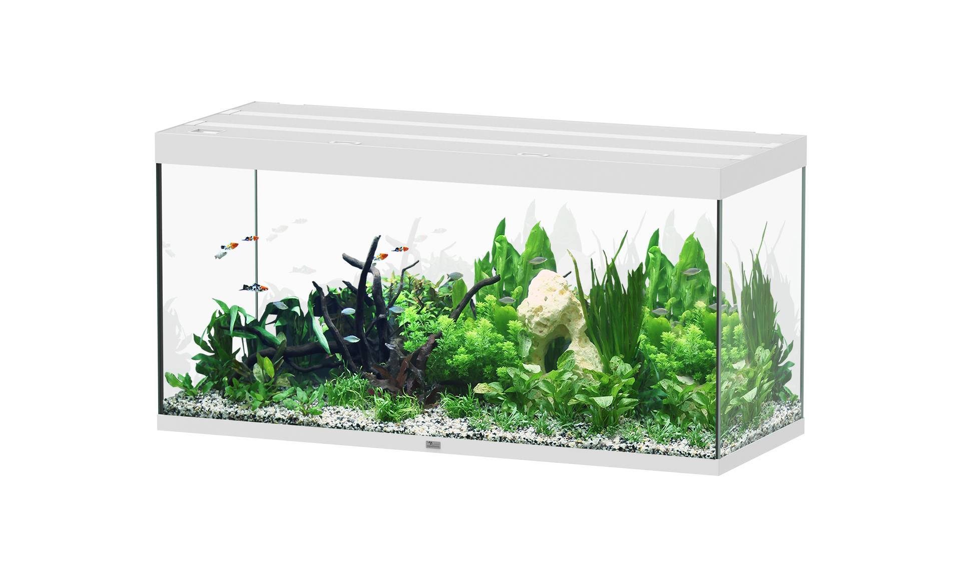 Aquatlantis - Aquarium pour poissons Sublime Blanc 544 L  - Aquatlantis - Image 1