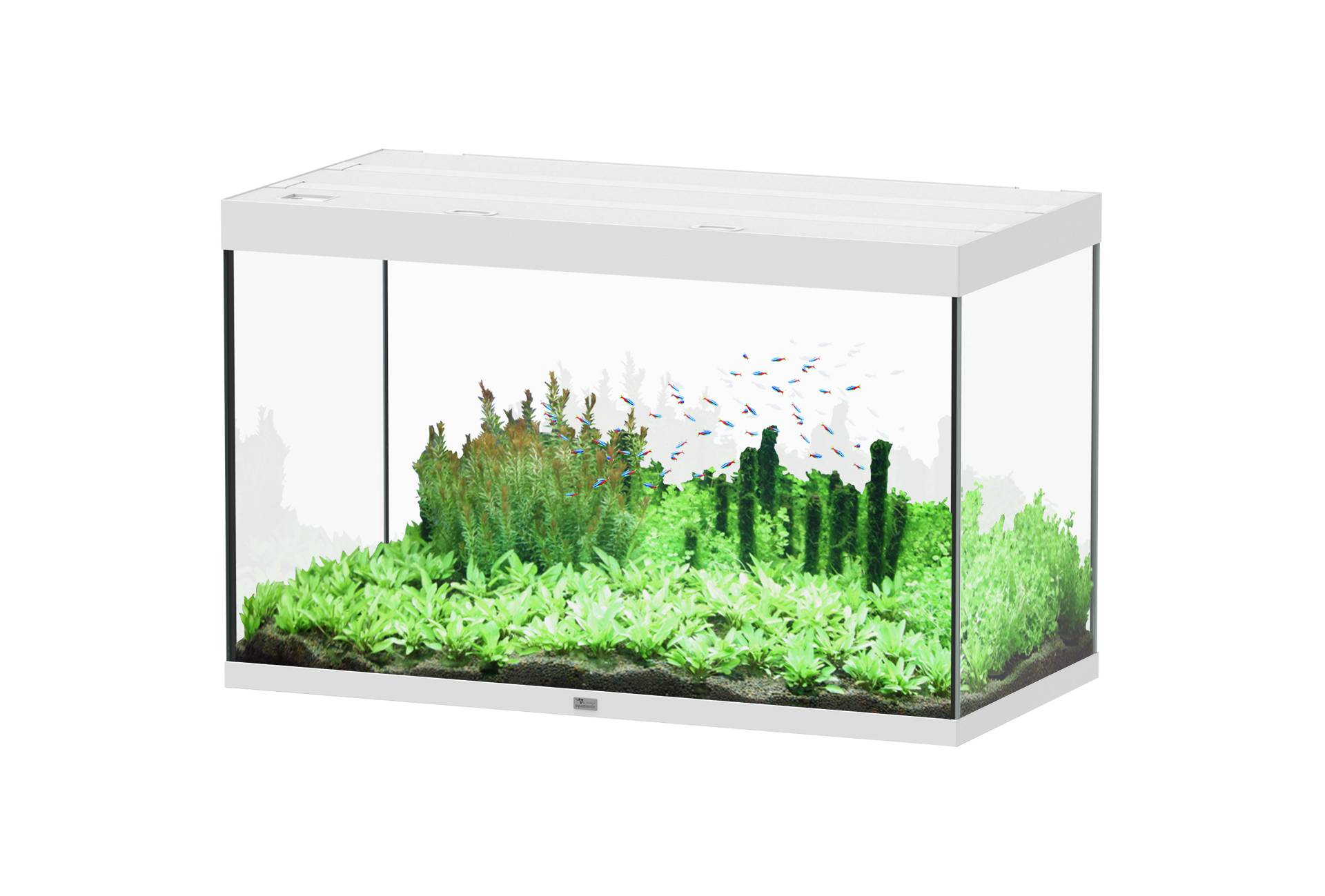 Aquatlantis - Aquarium pour poissons Splendid Ultra Blanc 433 L  - Aquatlantis
