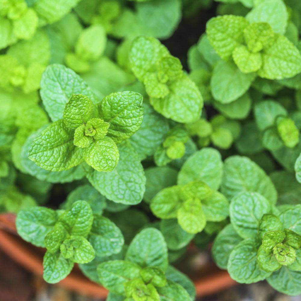 Menthe marocaine bio - Image 1