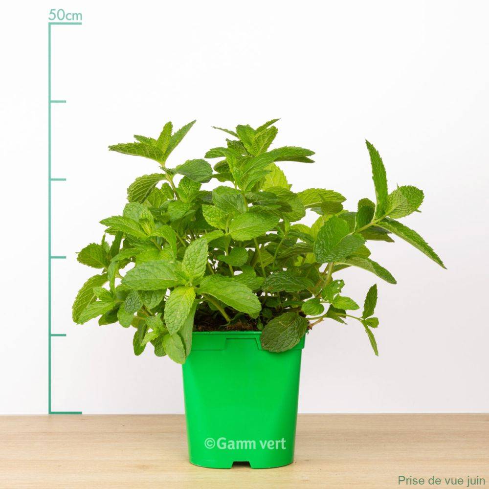 Menthe marocaine bio - Image 2