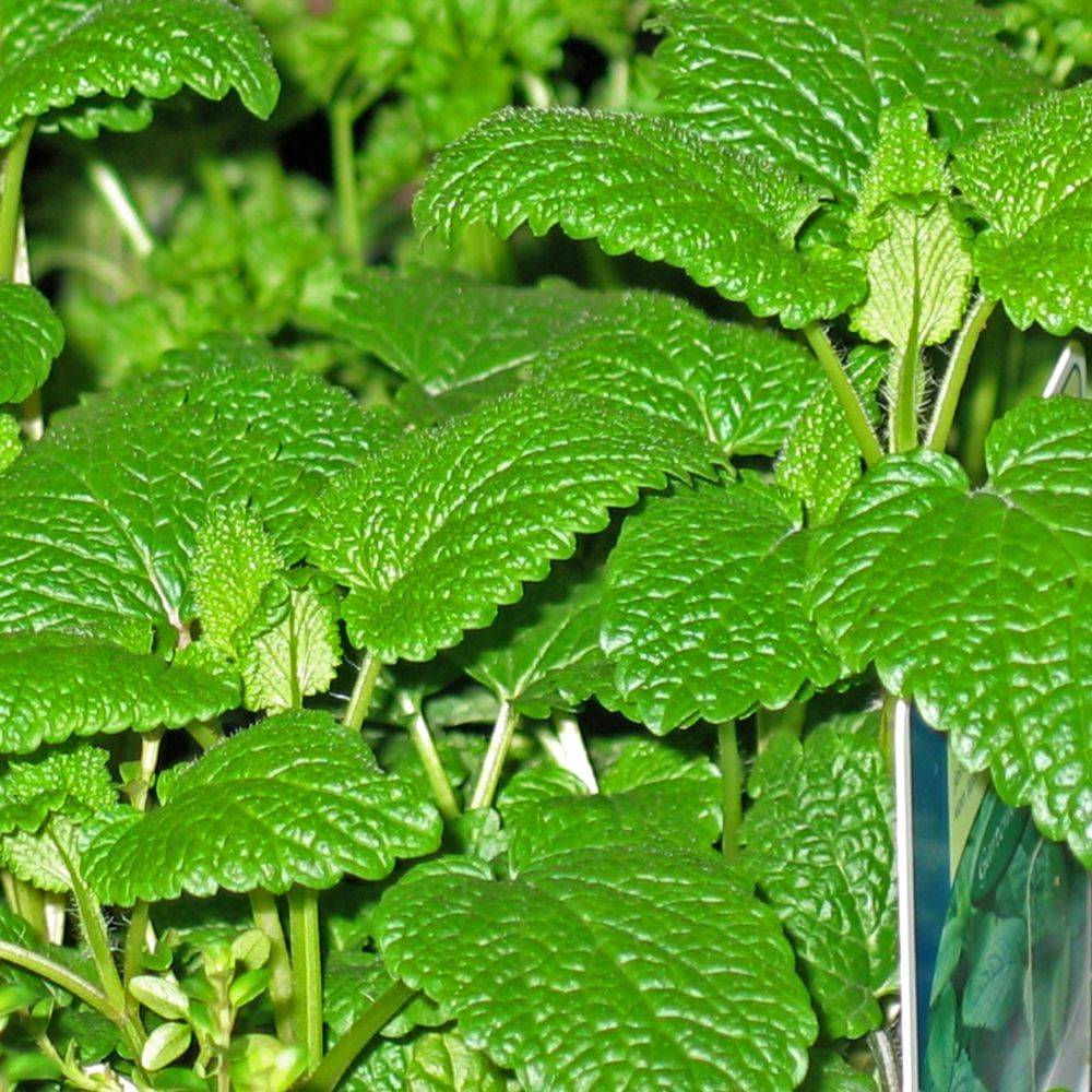 Menthe marocaine bio - Image 4