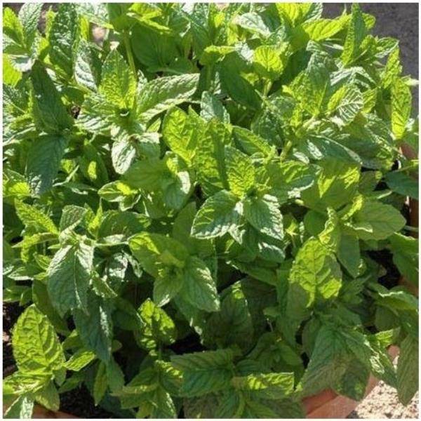Menthe marocaine bio - Image 3