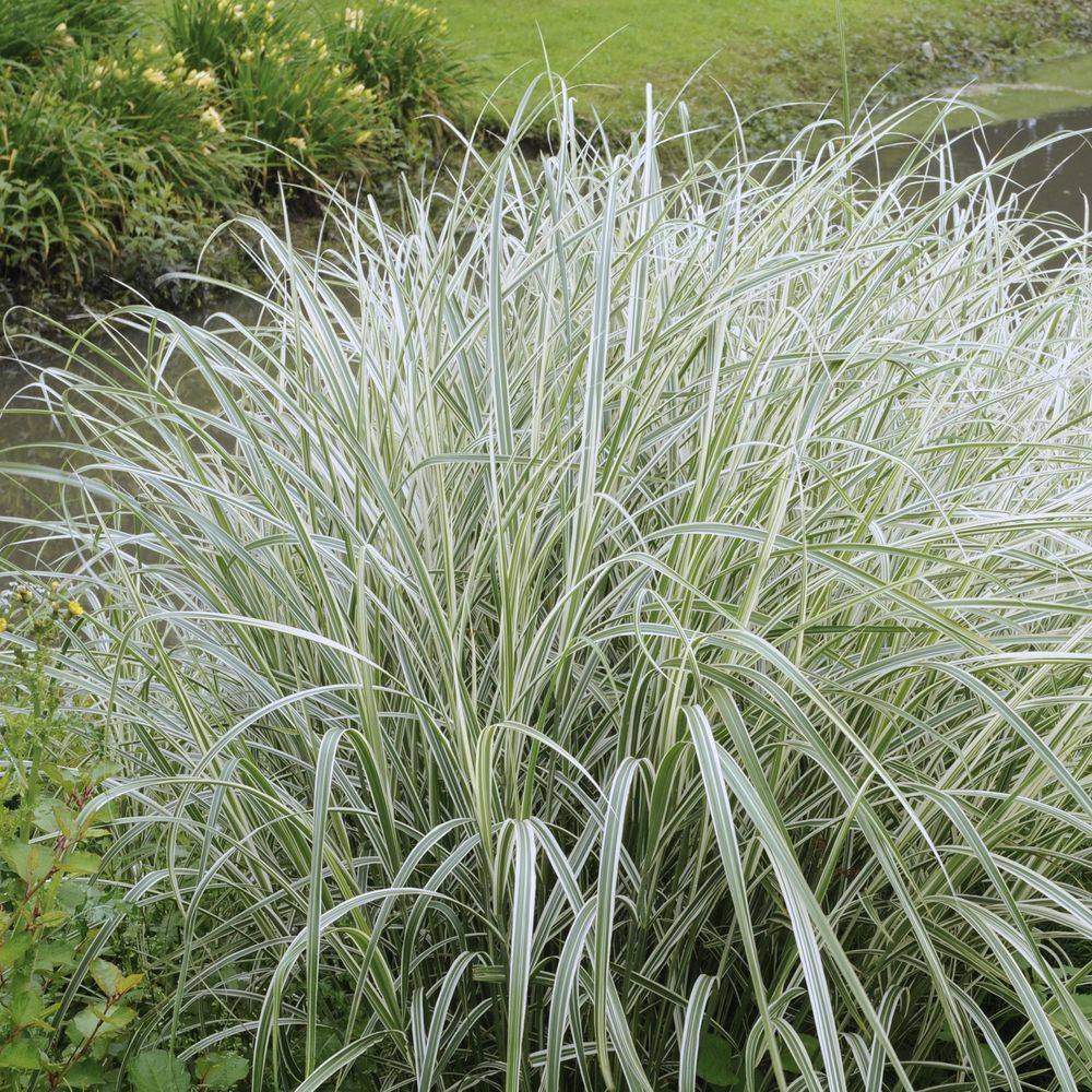 Graminée : Phalaris arundinacea picta