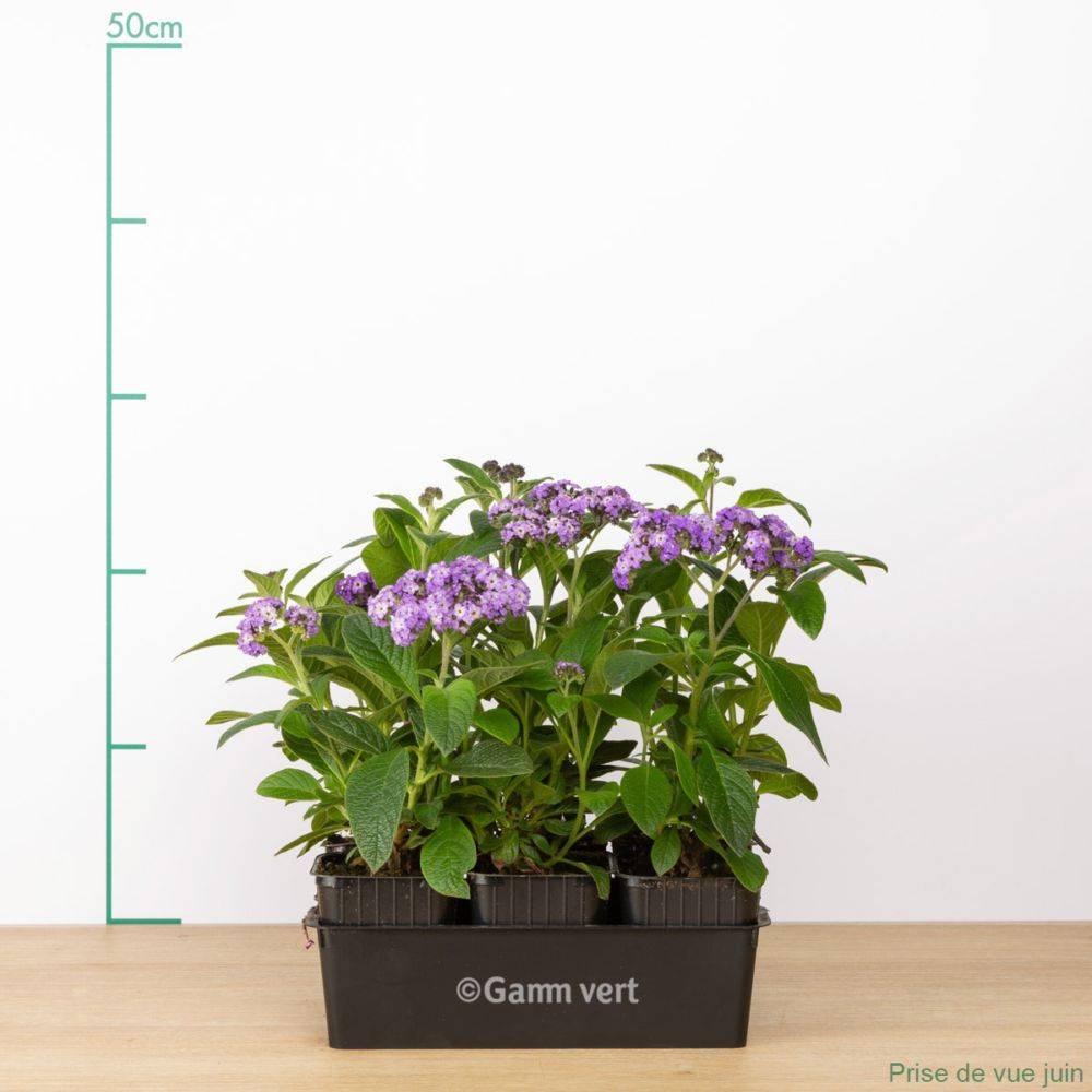 Heliotrope du Pérou - Image 3