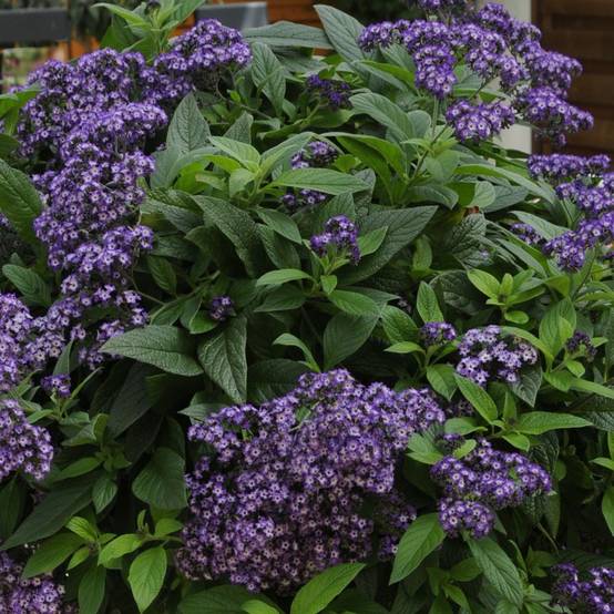 Heliotrope du Pérou - Image 1