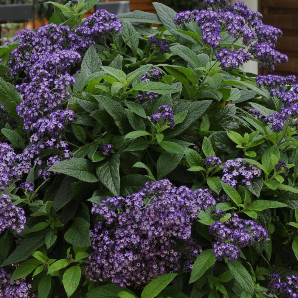 Heliotrope du Pérou - Image 1