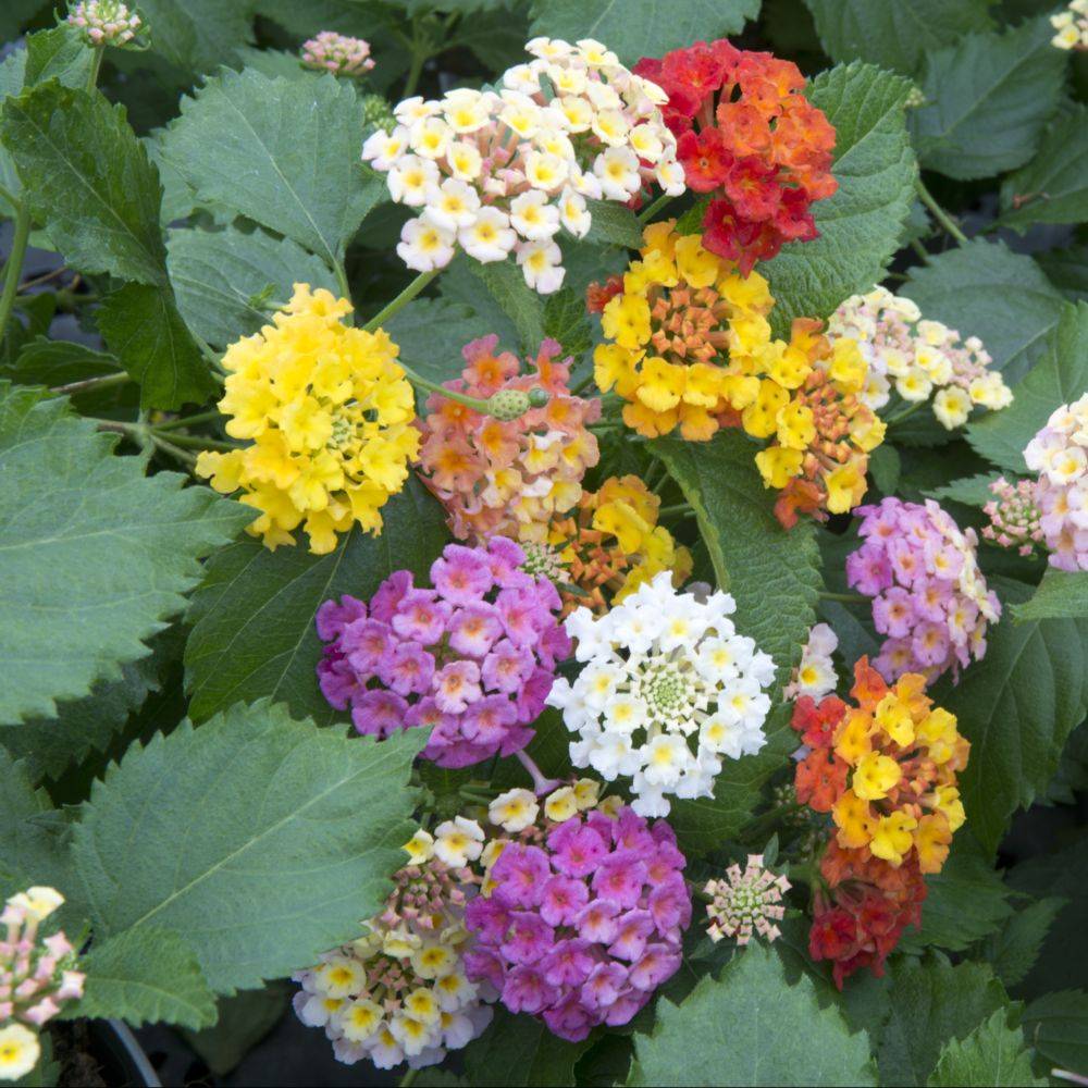 Lantana variés lot de 6 - Imagen 2