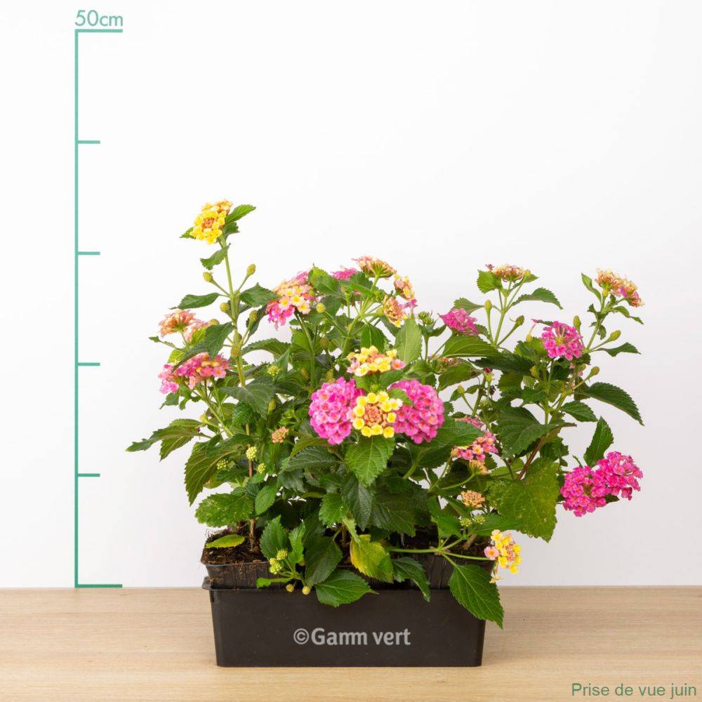 Lantana variés lot de 6 - Imagen 3