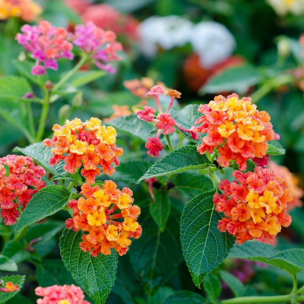Lantana variés lot de 6 - Imagen 1