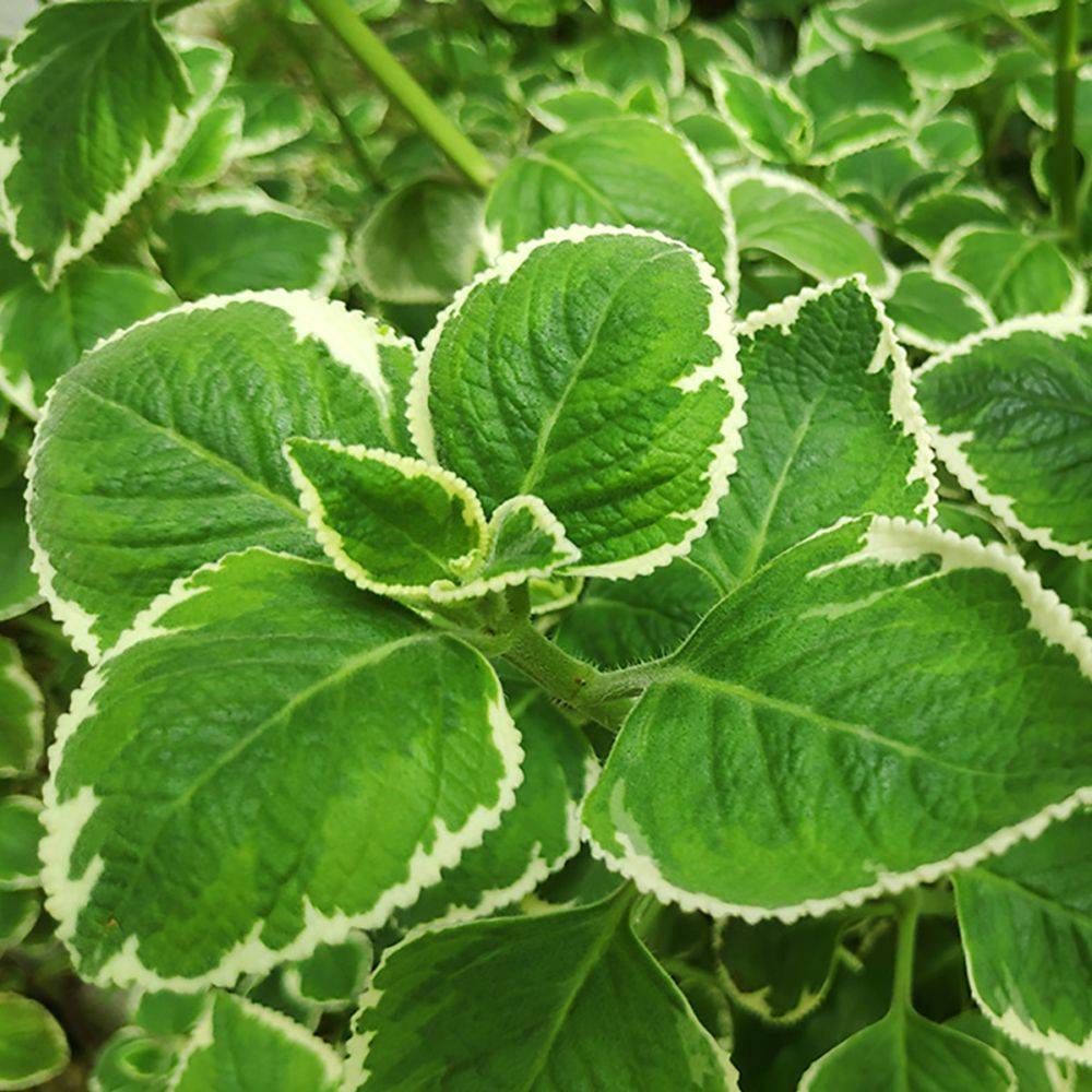 Plectranthus ciliatus lot de 3