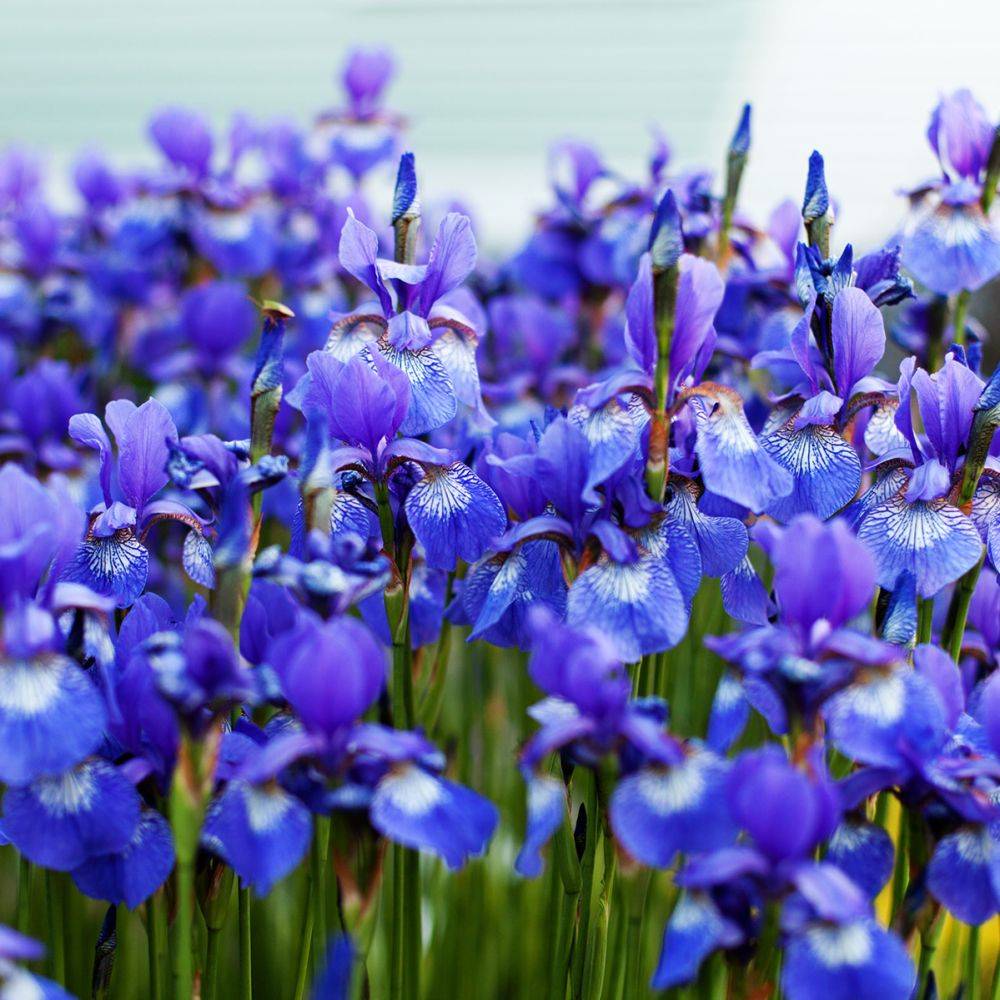Iris de Sibérie - Iris des marais - Iris sibirica - Image 2