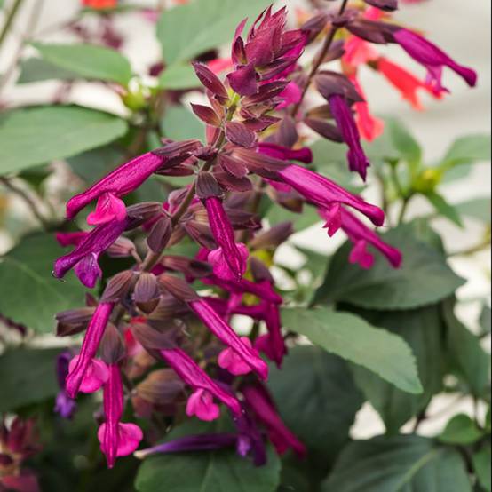 Salvia Love and wishes - Image 2