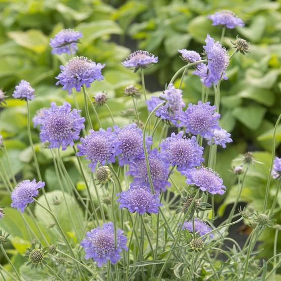 Scabiosa columbaria 'Butterfly Blue'Théma: Réveil du jardin - Scabieuse - Image 1