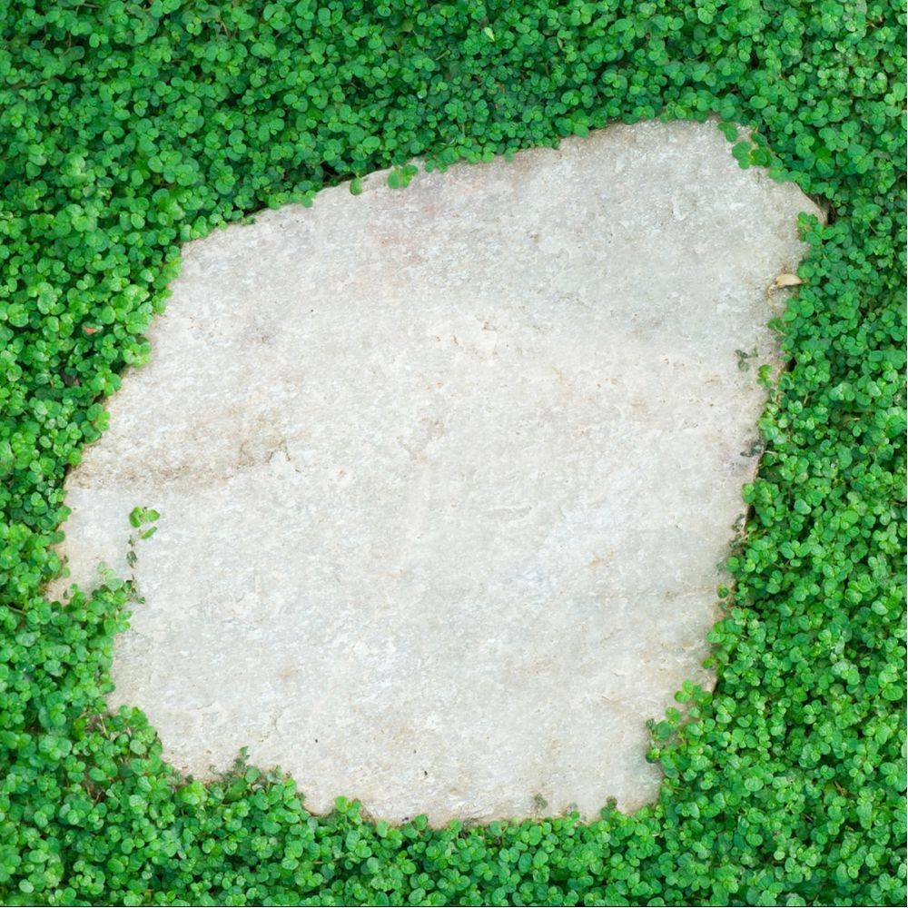 Helxine - Soleirolia soleirolii - Image 2