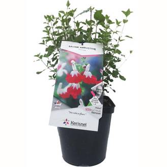 Salvia microphylla 'Hot Lips' - ECLOZ - Sauge arbustive