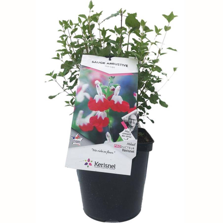Salvia microphylla 'Hot Lips' - Sauge arbustive - Image 1