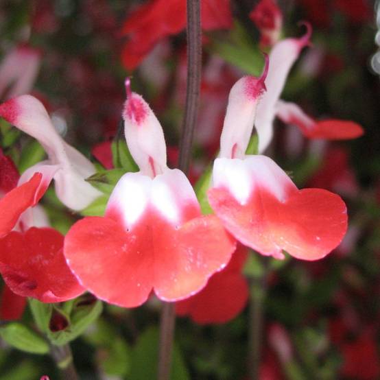 Salvia microphylla 'Hot Lips' - Sauge arbustive - Image 3
