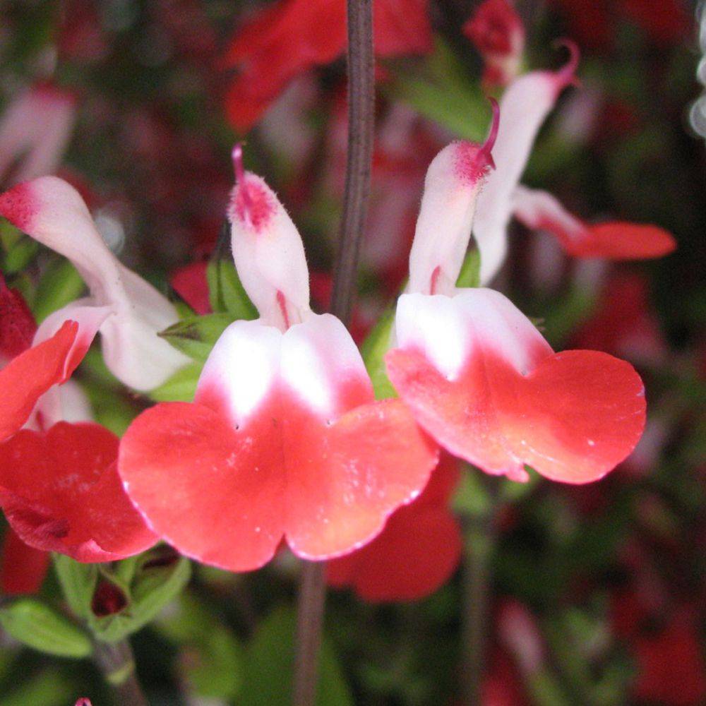 Salvia microphylla 'Hot Lips' - Sauge arbustive - Image 3