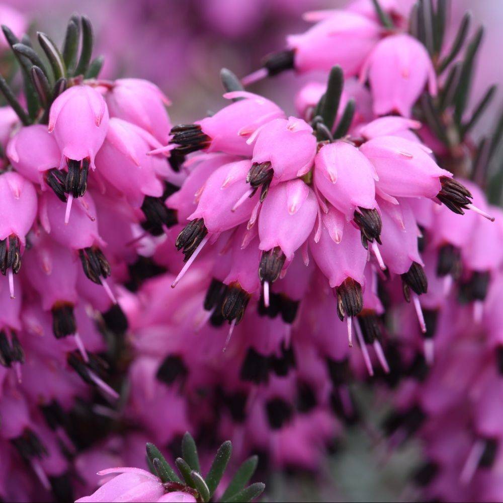 ERICA darleyensis 'Kramer's Rote' en pot de 2 litres - Image 1