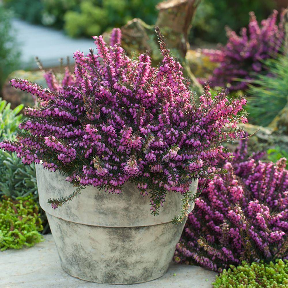 ERICA darleyensis 'Kramer's Rote' en pot de 2 litres - Image 3