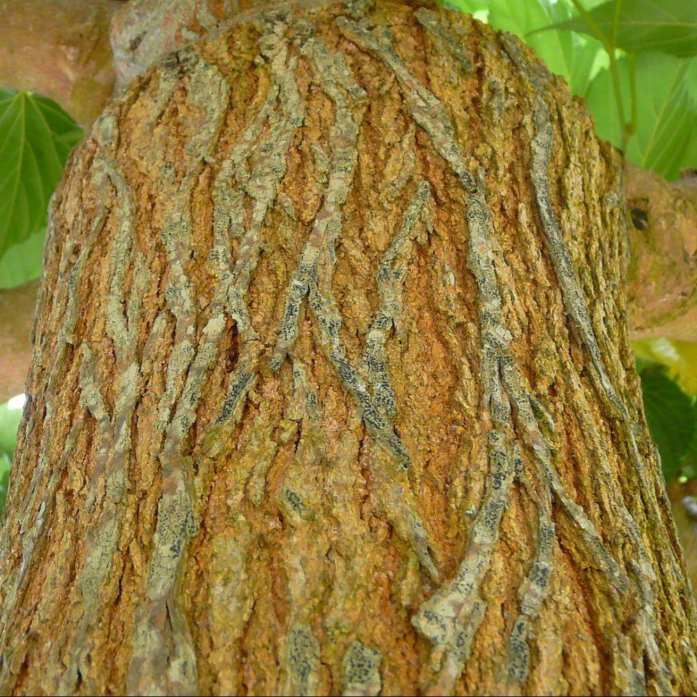 Mûrier platane stérile 'Fruitless' - Imagen 3