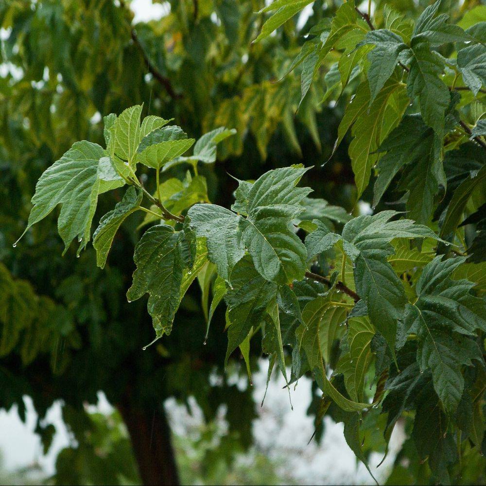 Mûrier platane stérile 'Fruitless' - Imagen 1