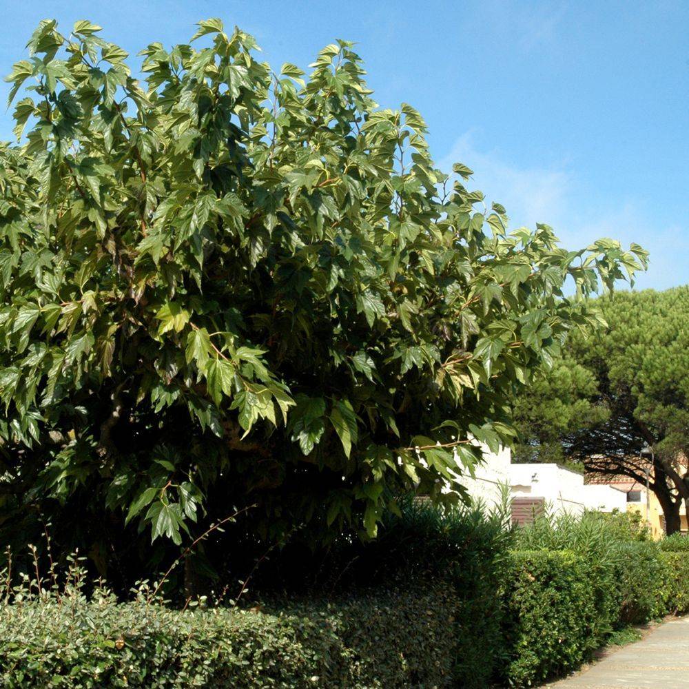 Mûrier platane stérile 'Fruitless' - Imagen 2