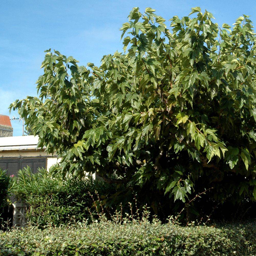 Mûrier platane stérile 'Fruitless' - Imagen 4