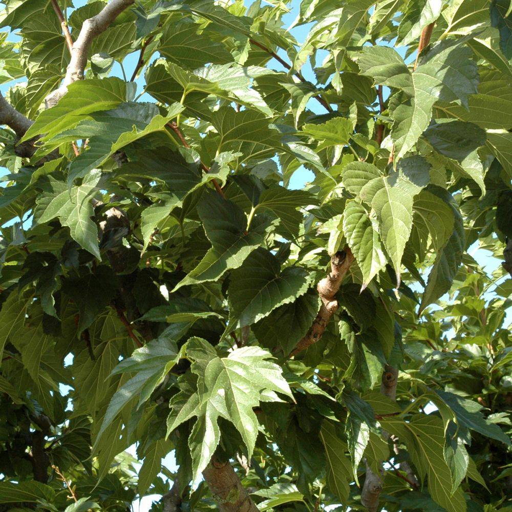 Mûrier platane stérile 'Fruitless' - Imagen 5