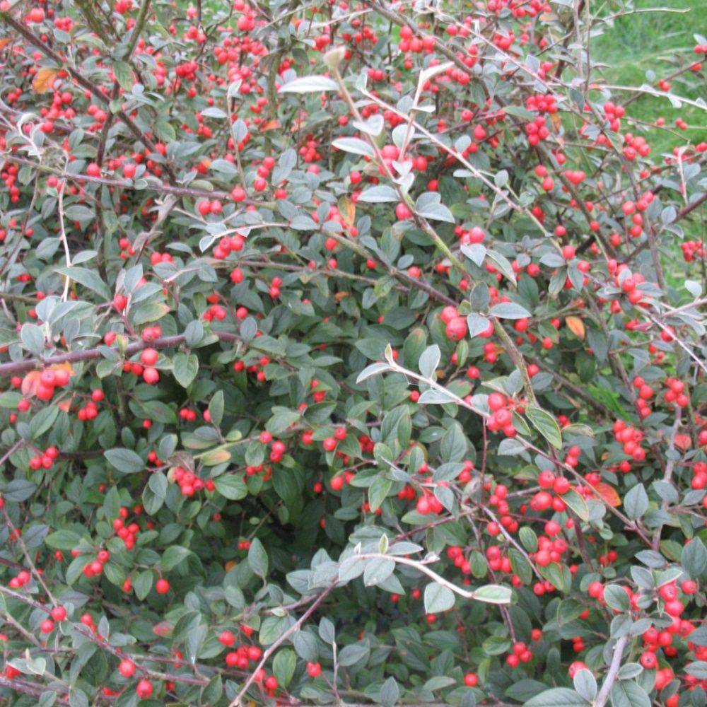 Cotoneaster franchetii