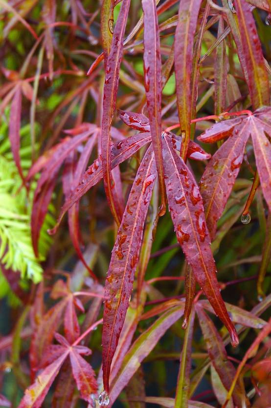 Acer palmatum 'Scolopendrifolium' - Érable du Japon