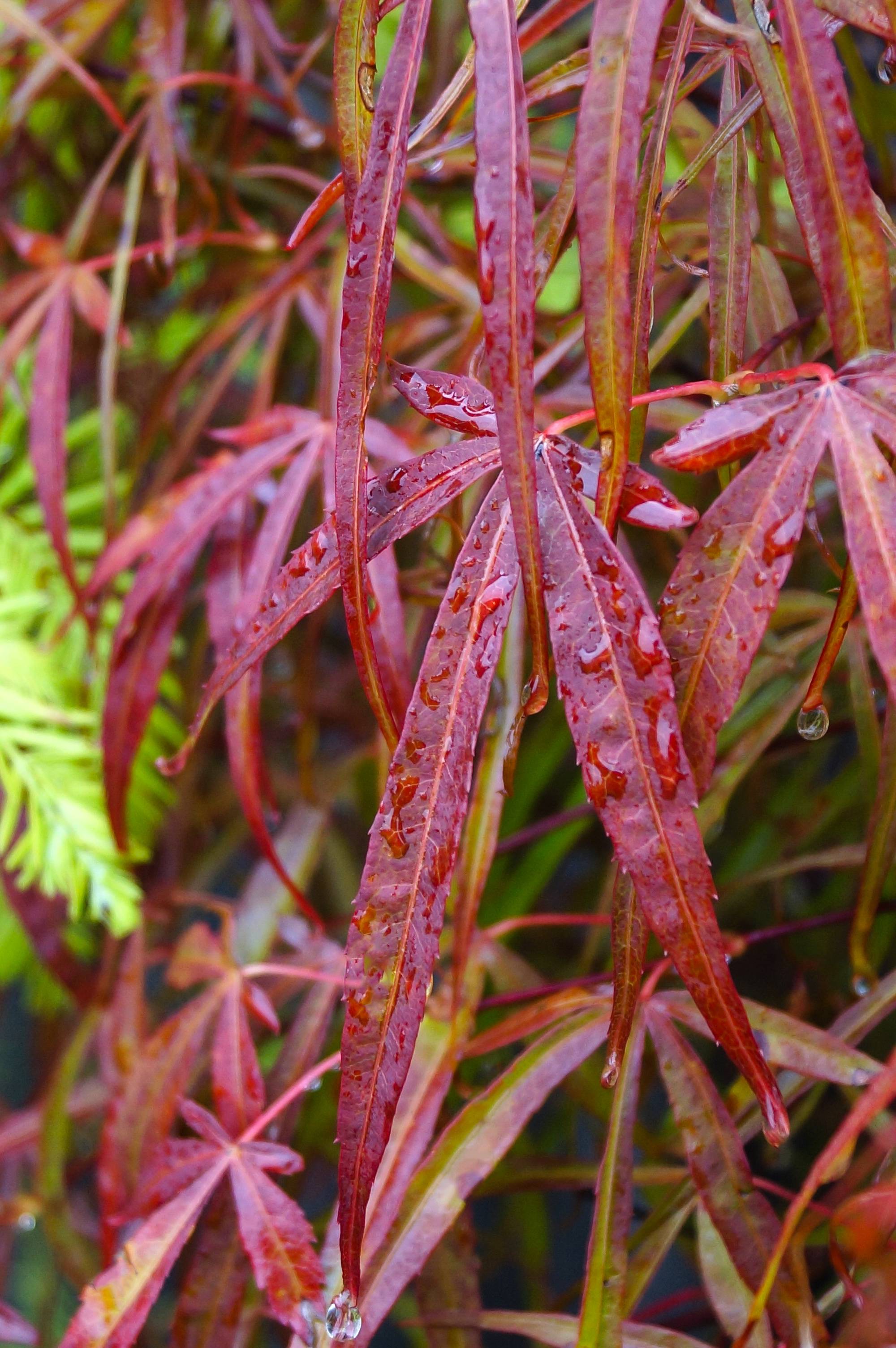 Acer palmatum 'Scolopendrifolium' - Érable du Japon