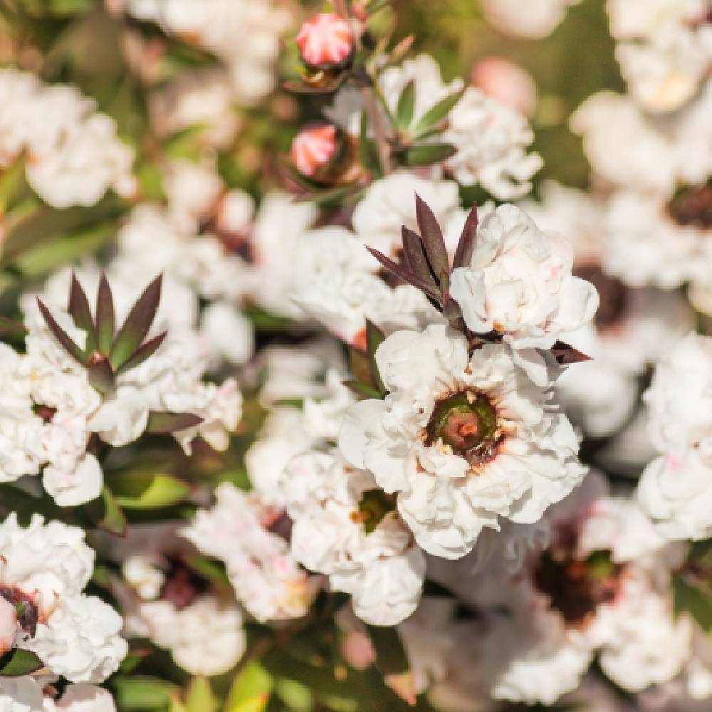 Leptospermum blanc Snow Flurry - Image 2