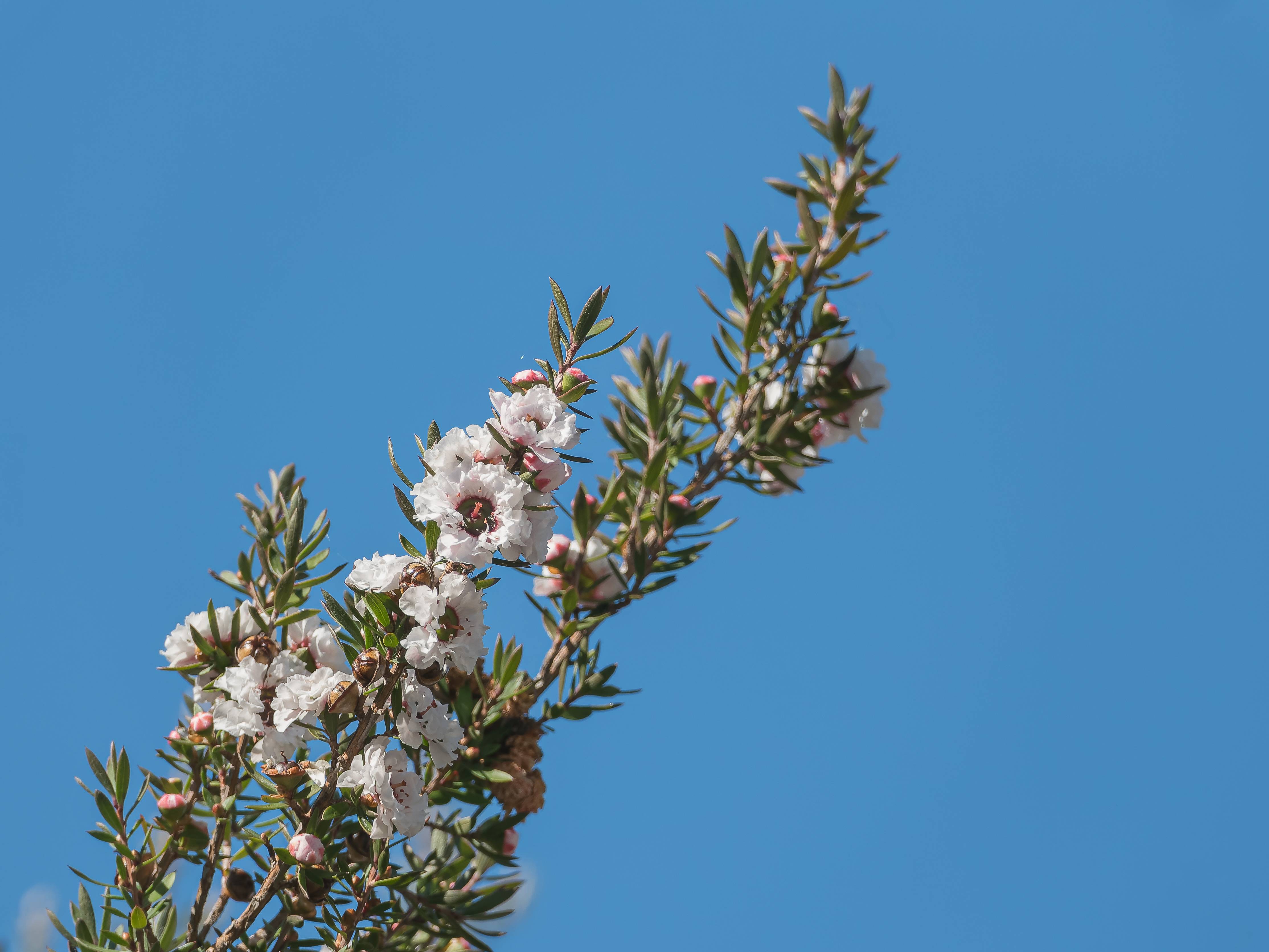 Leptospermum blanc Snow Flurry - Image 1