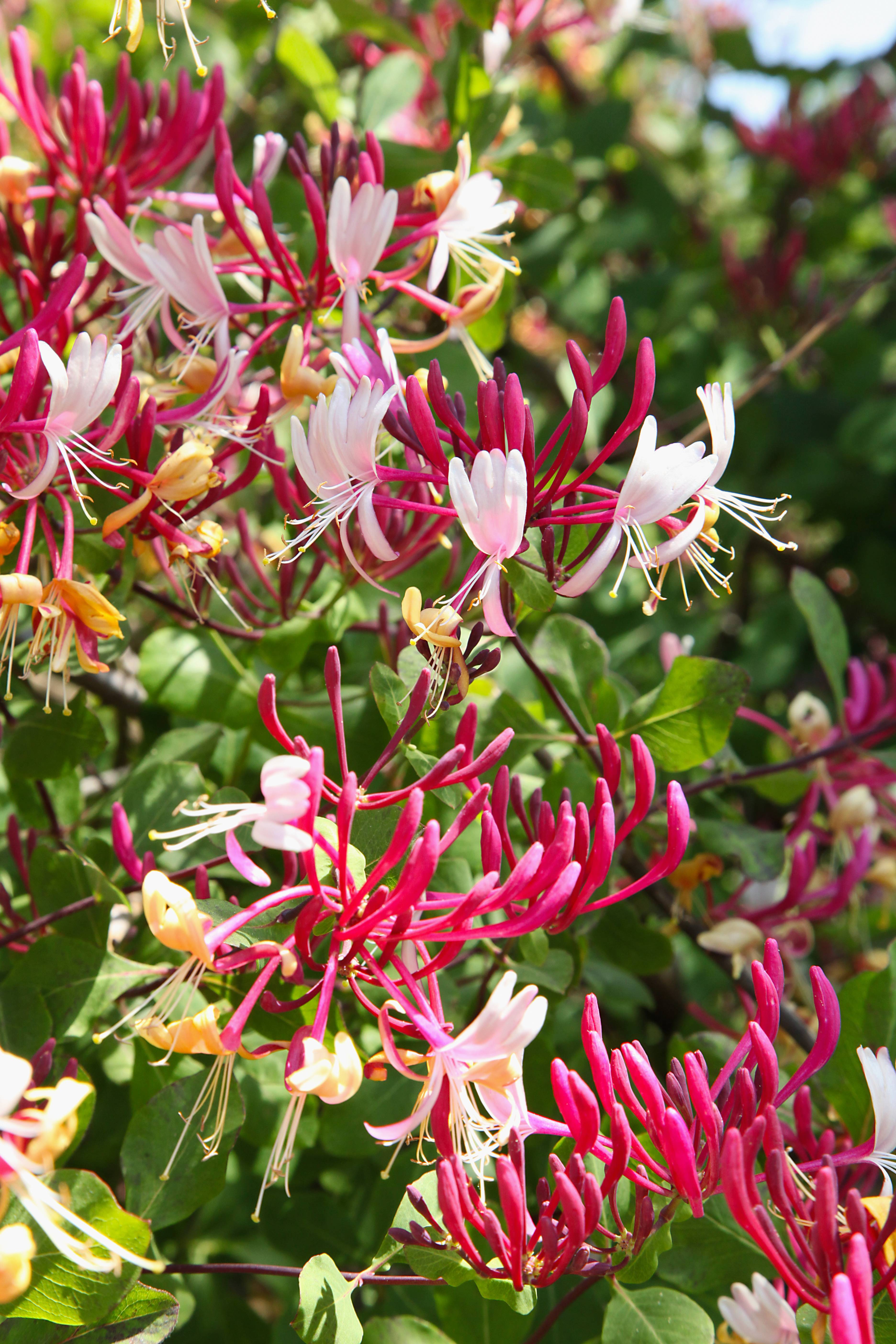 Lonicera periclymenum 'Caprilia Imperial' - Chevrefeuille