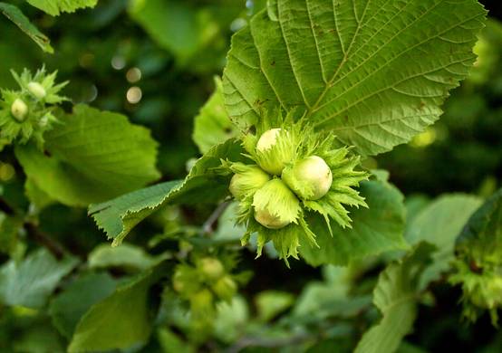 Noisetier 'Merveille de Bollwiller'