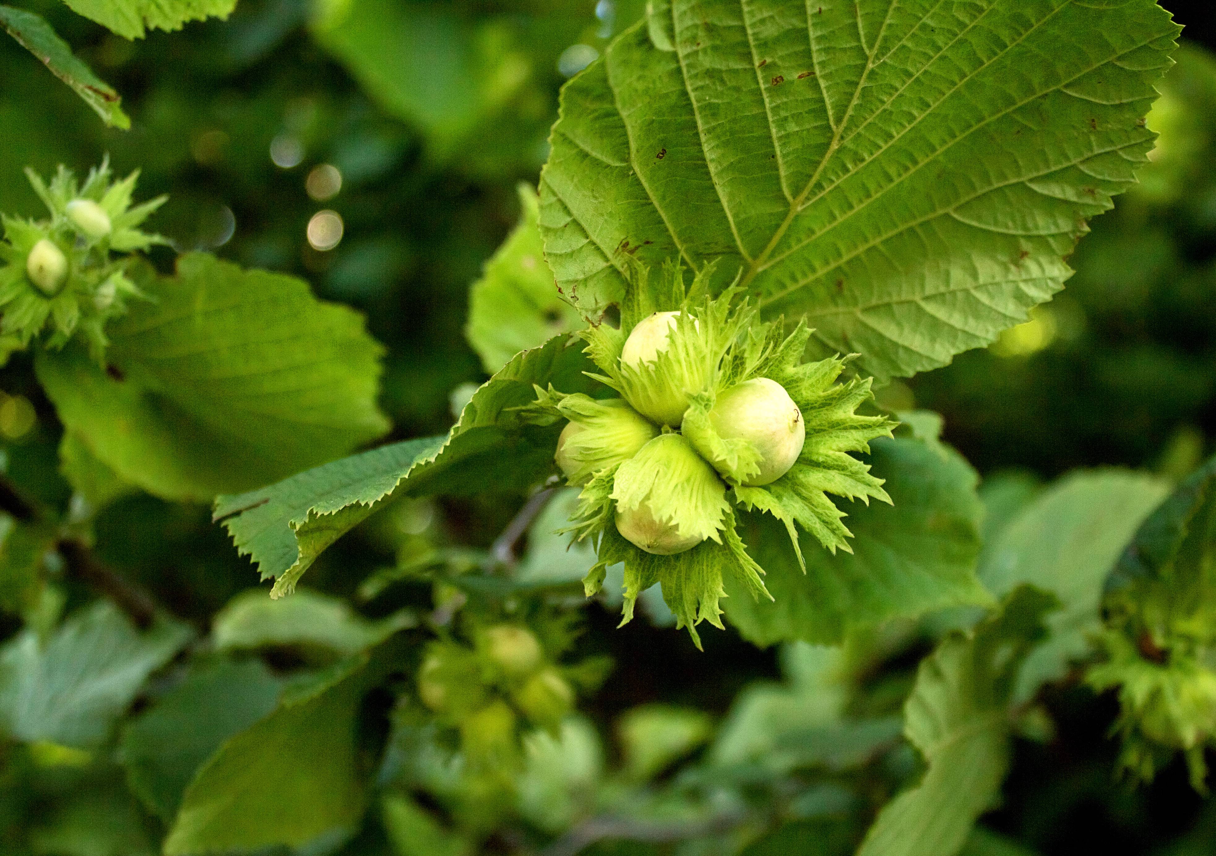 Noisetier 'Merveille de Bollwiller'