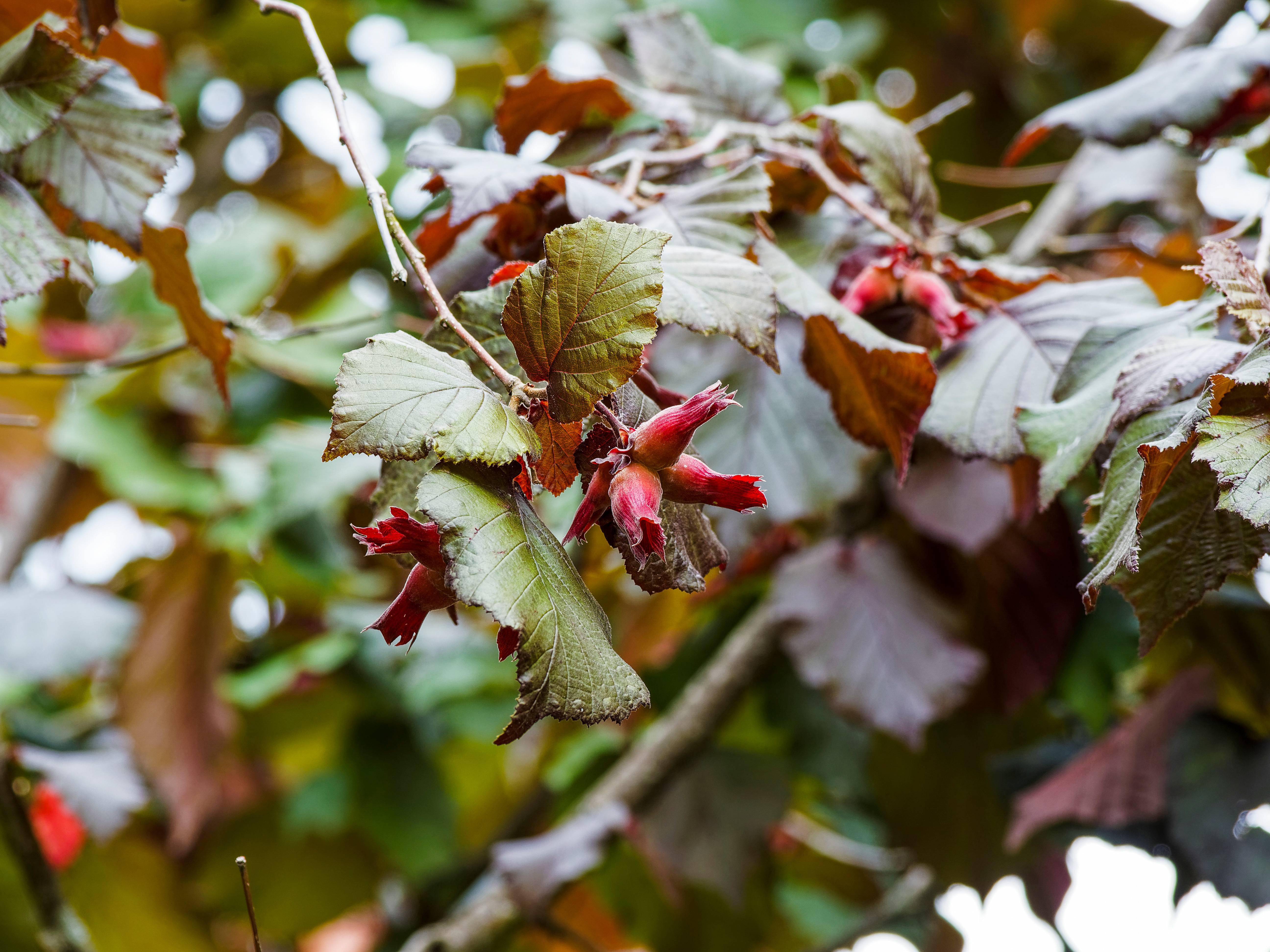 Noisetier 'Rouge de Zeller'