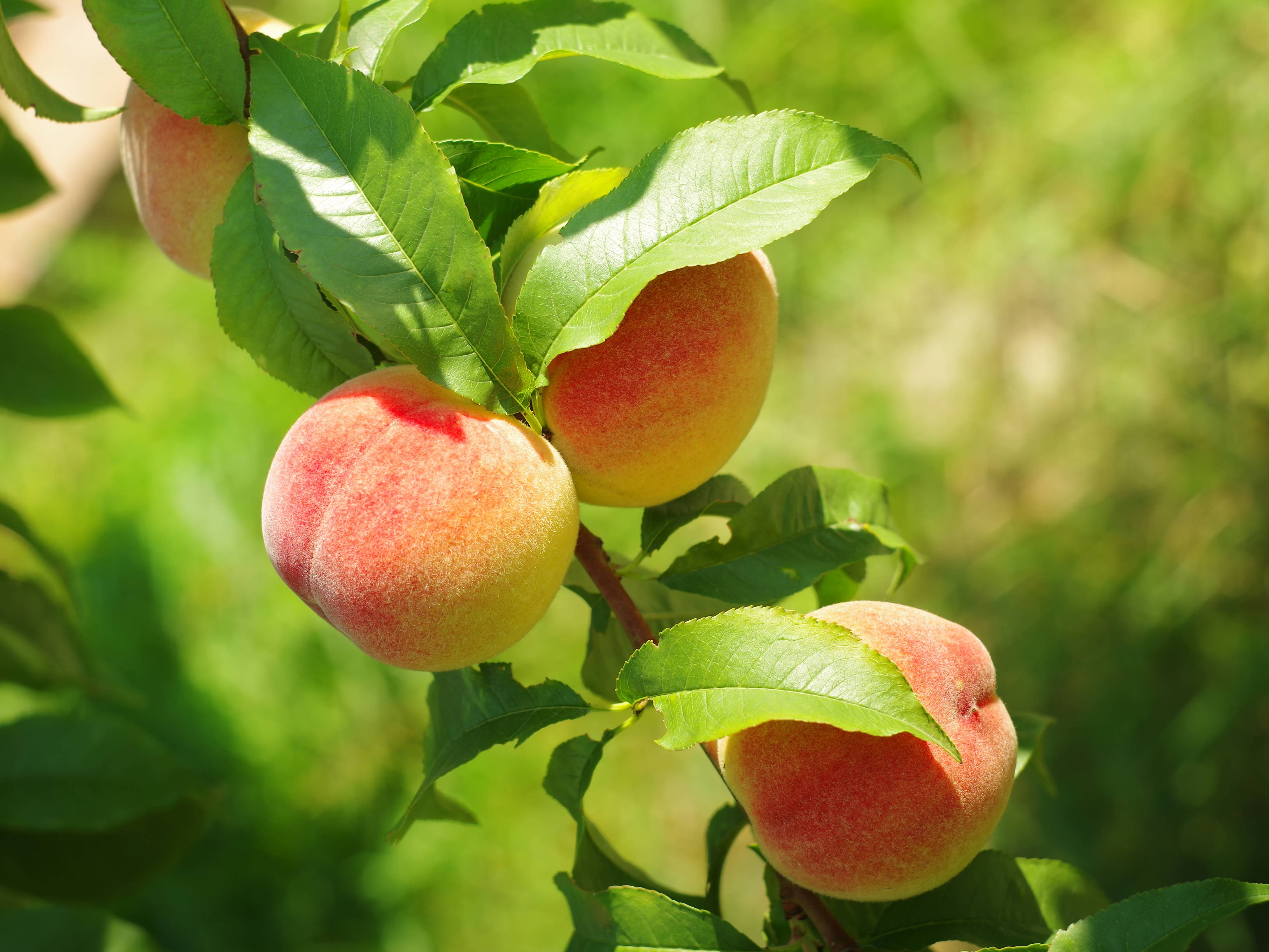 Pêcher 'Peach Me Yellow'