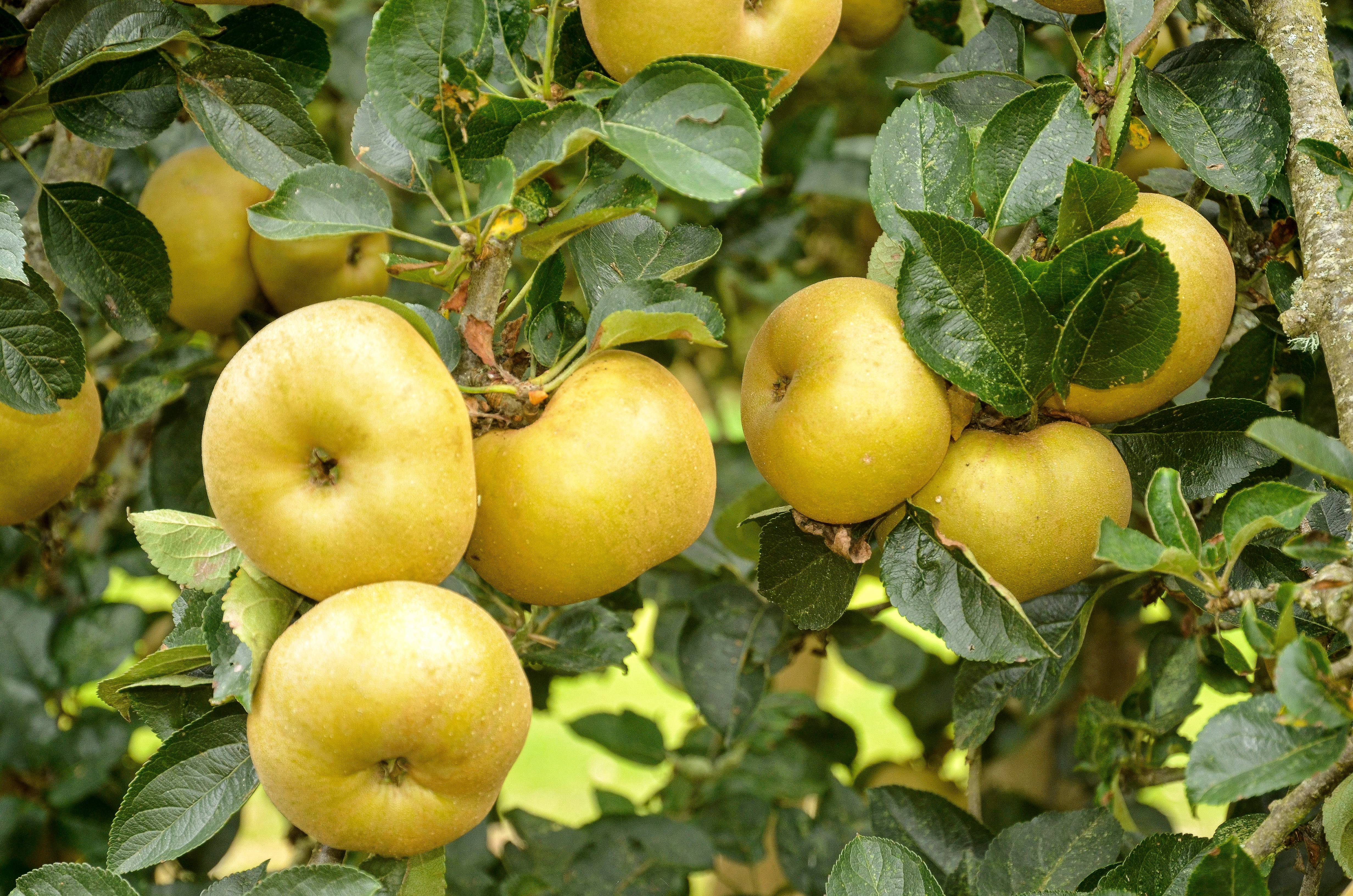 Pommier 'Reinette blanche du Canada' : taille en palmette U