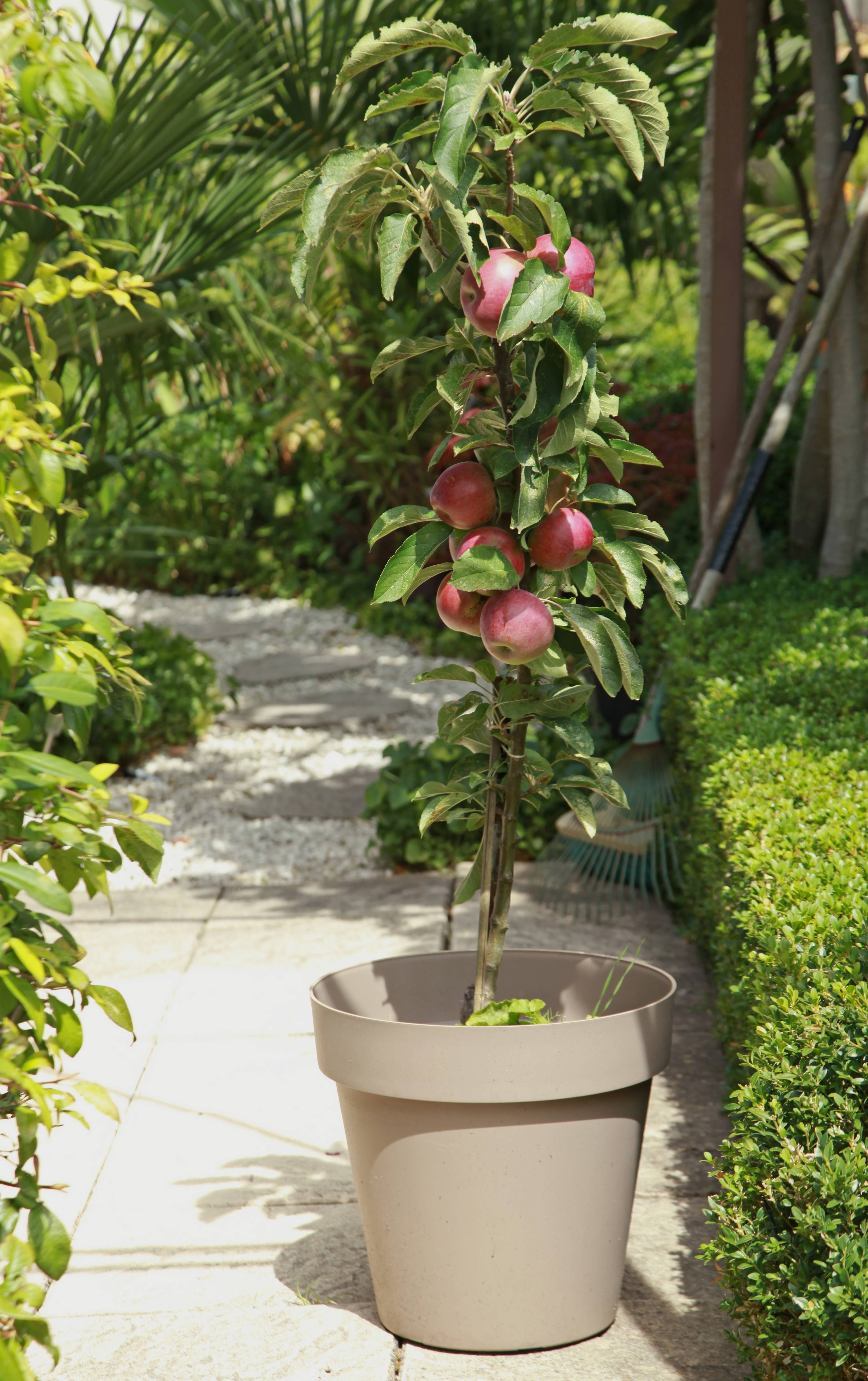 Pommier colonnaire 'Villandry'®