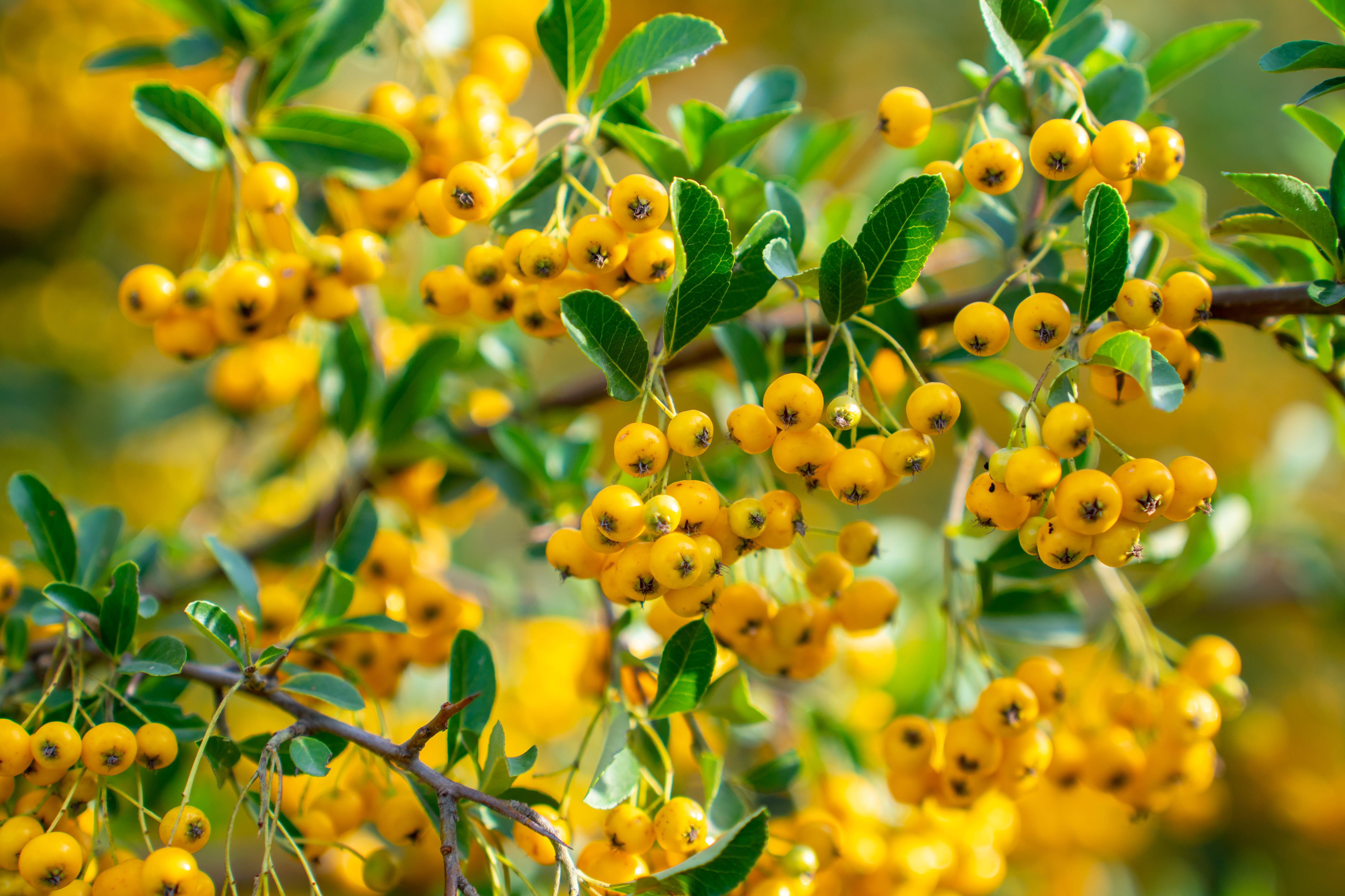 PYRACANTHA Saphyr Jaune® HVE 40/60 C3L