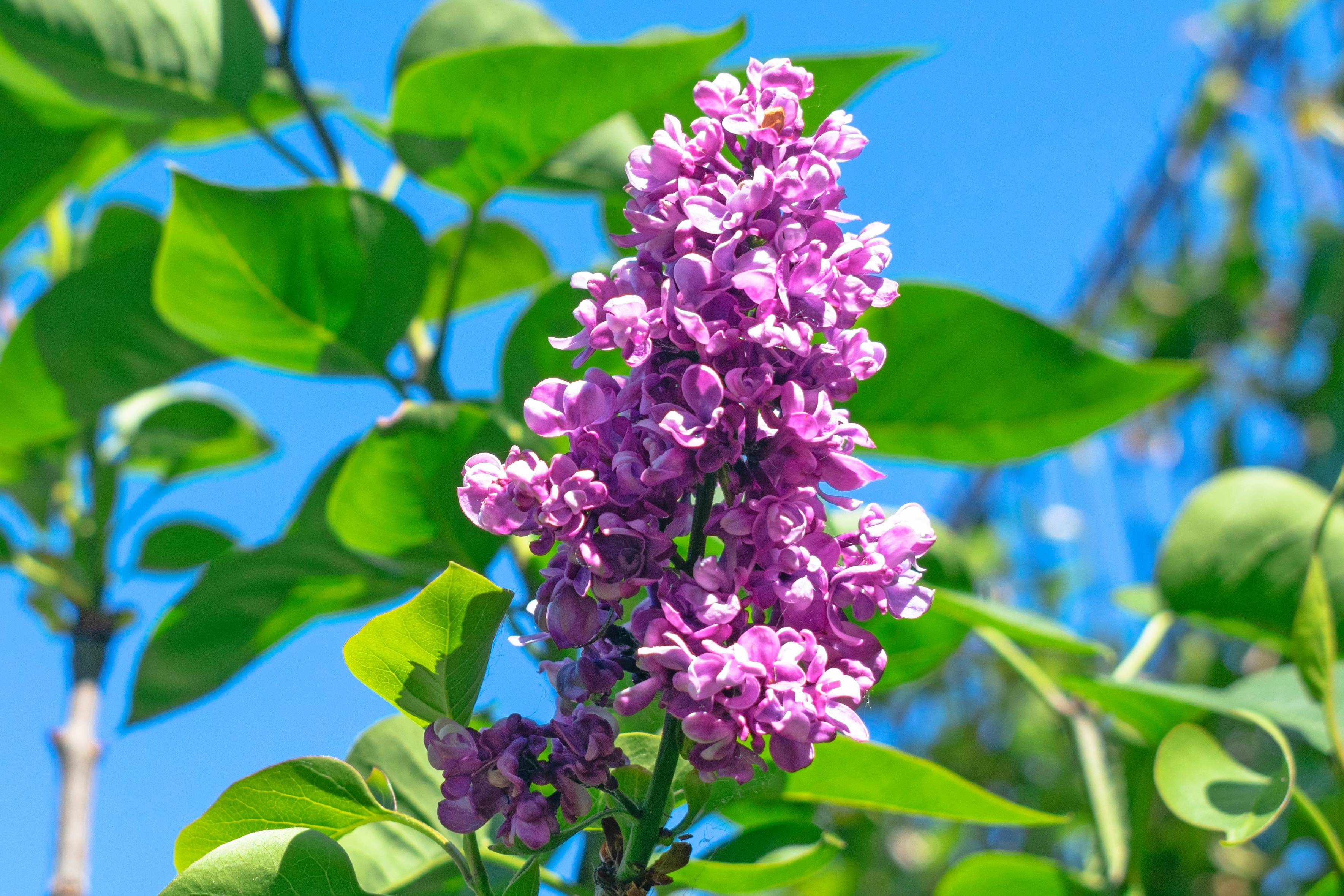 Syringa vulgaris 'Charles Joly' - Lilas