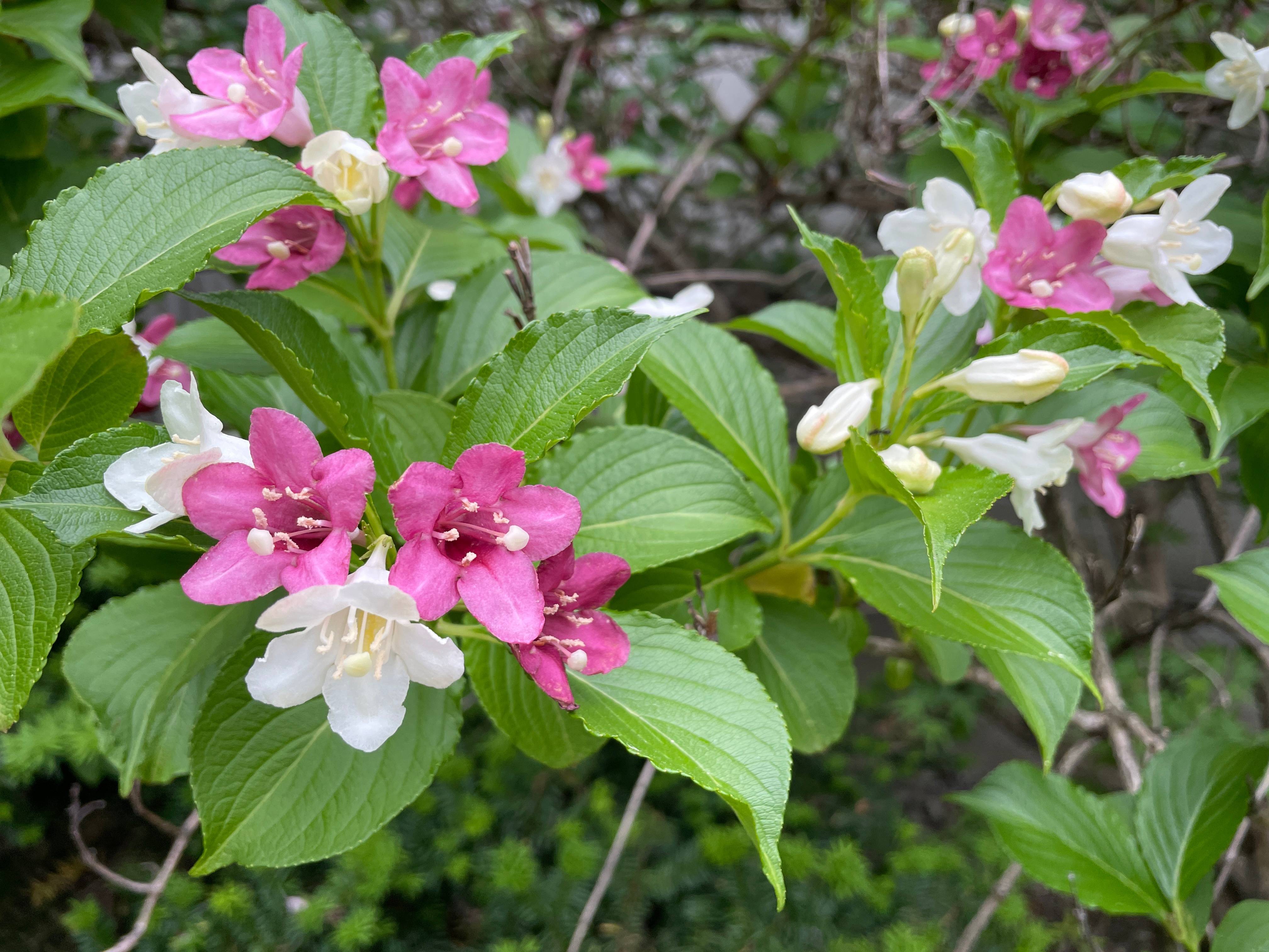 Weigela 'Marjorie'