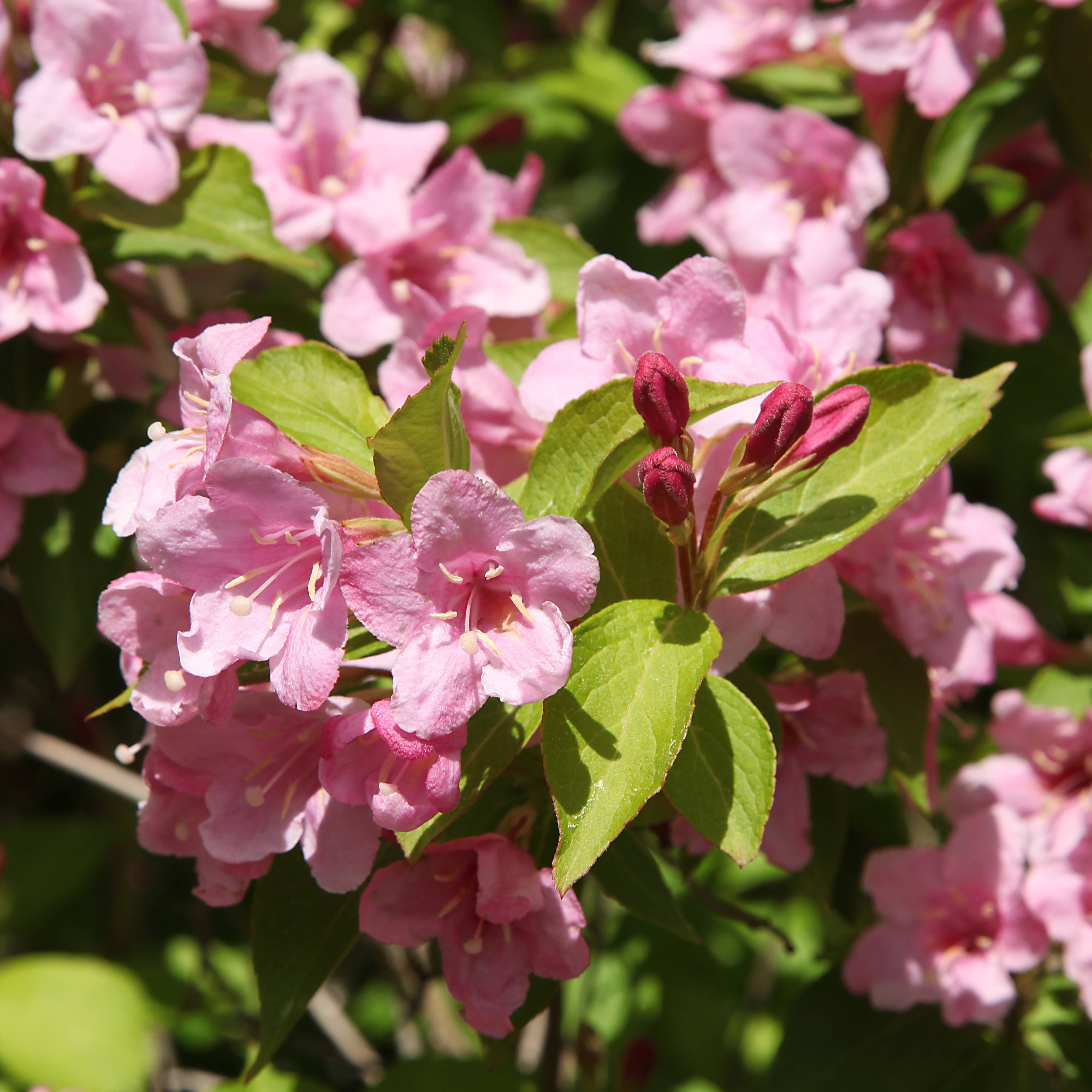 Weigela 'Stelzneri'