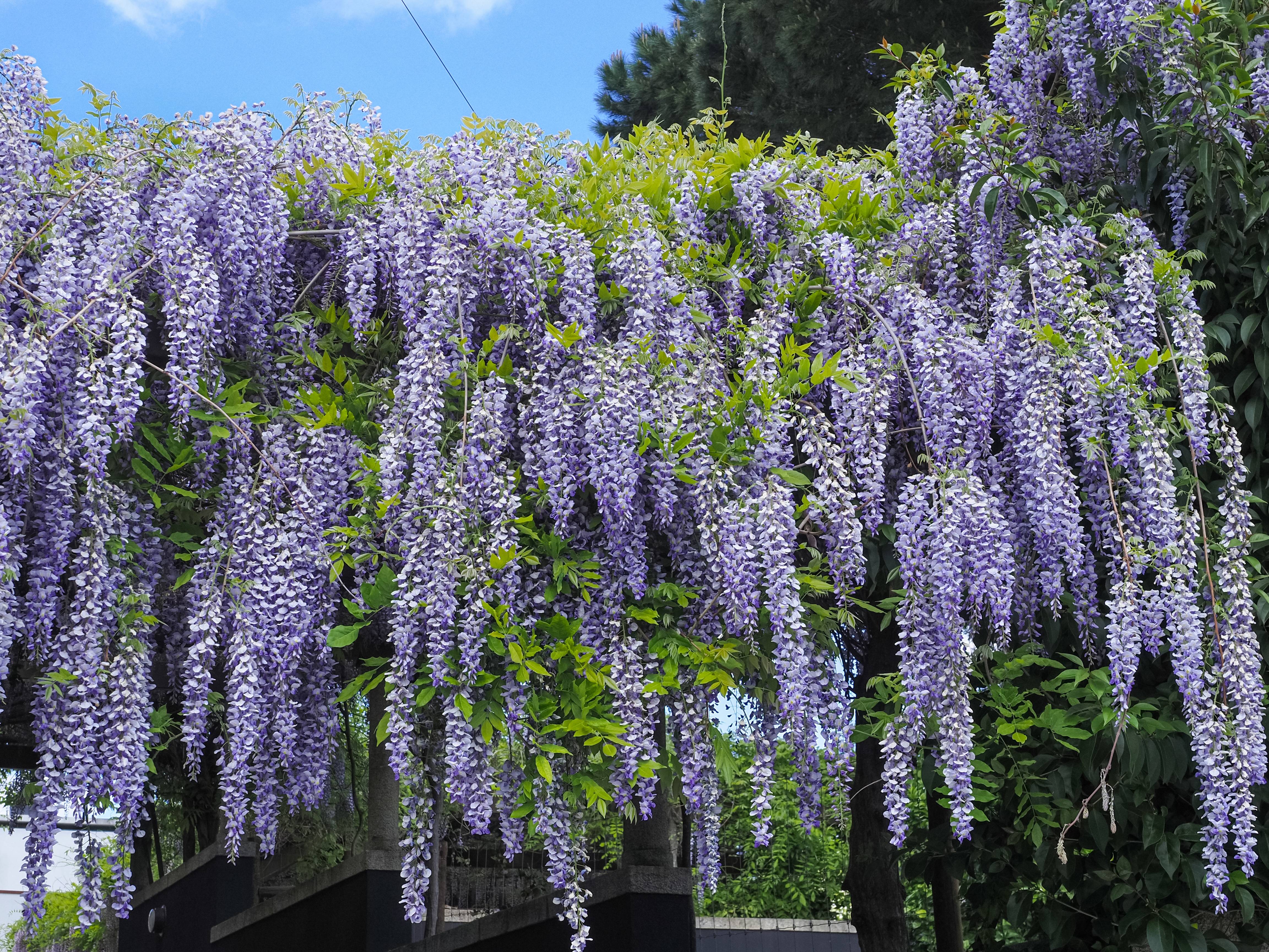 Wisteria sinensis 'Prolific' - Glycine de Chine
