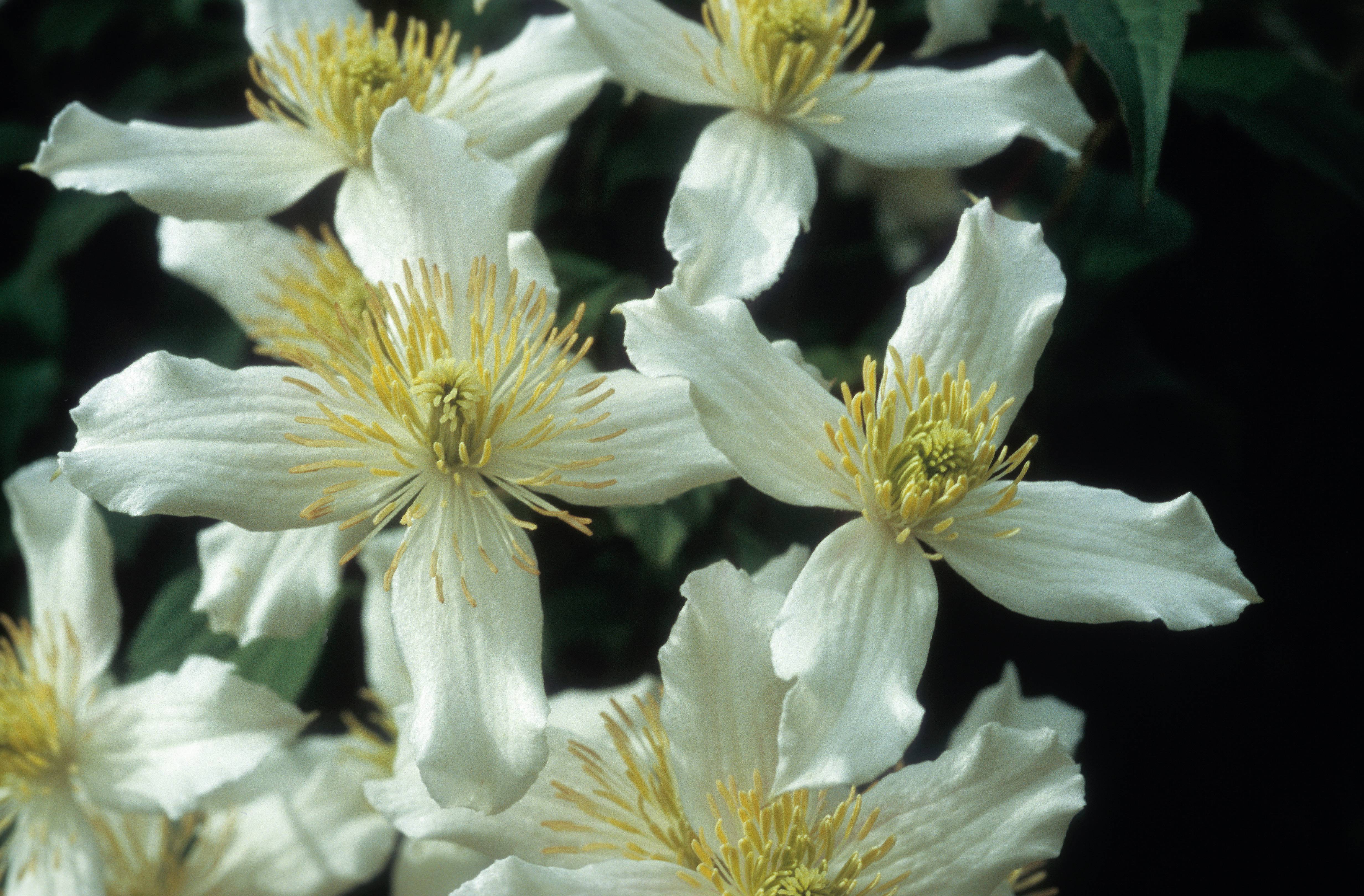 Clématite montana 'Wilsonii' - Clematis