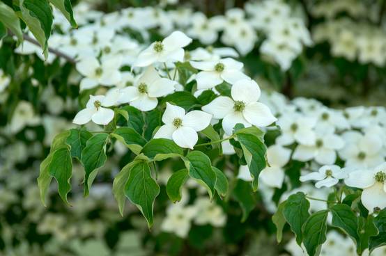 Cornus kousa 'National' - Cornouiller du Japon