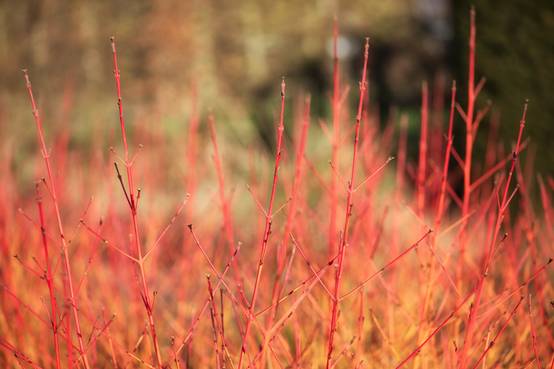 Cornus sanguinea 'Midwinter Fire' - Cornouiller sanguin
